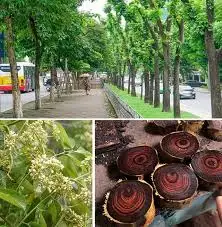 CÂY GỖ SƯA