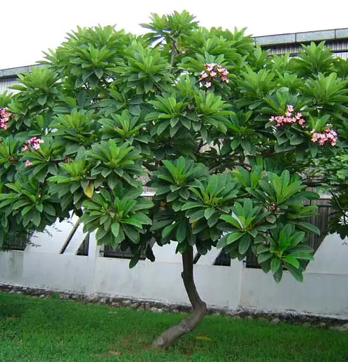 CÂY HOA SỨ ĐẠI ẤN ĐỘ