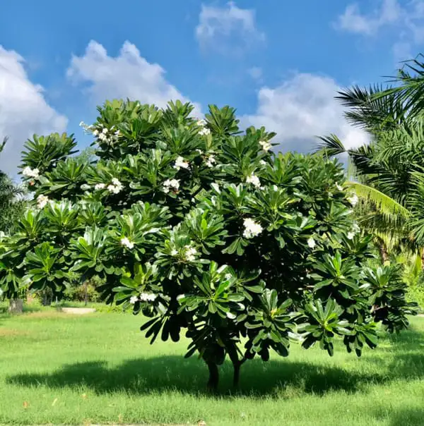 CÂY HOA SỨ ĐẠI TRẮNG