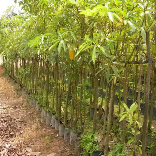 CÂY HOA SỮA GIỐNG 1