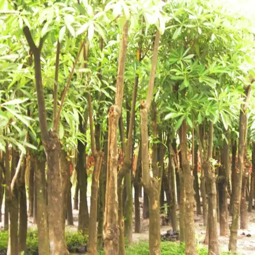 CÂY HOA SỮA GIỐNG