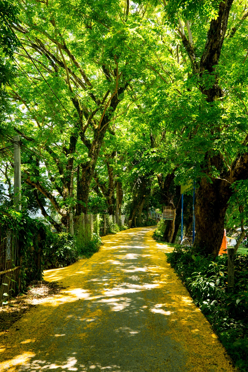 CÂY HOA SỮA