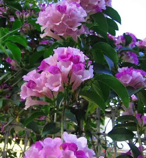 CÂY HOA TỎI