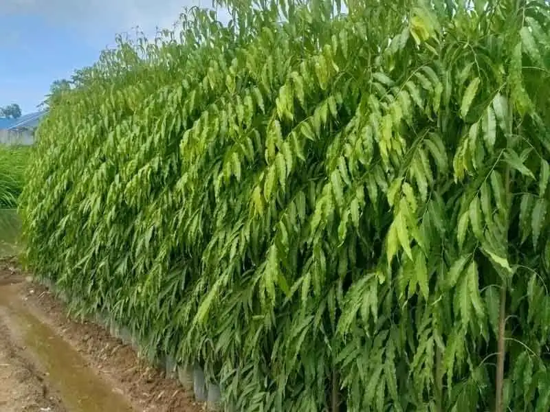 CÂY HOÀNG NAM GIỐNG