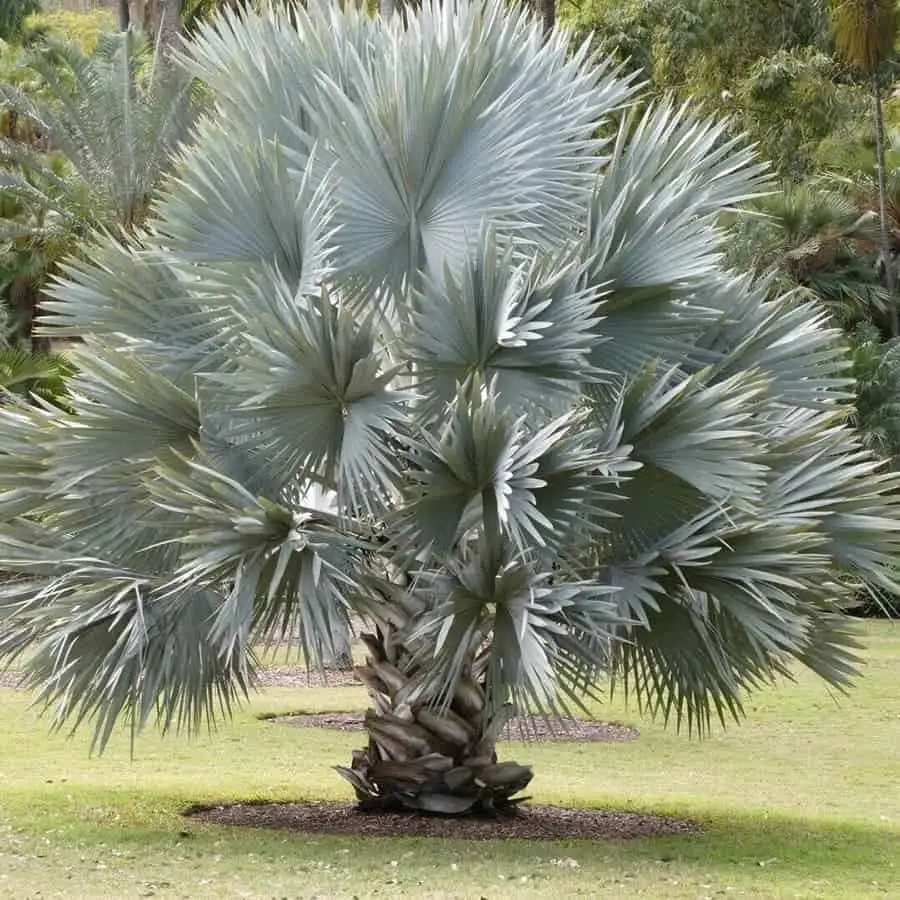 CÂY KÈ BẠC MỸ