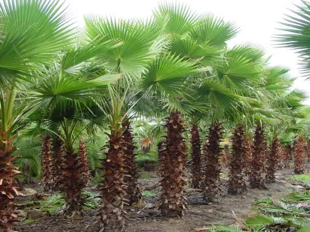 CÂY KÈ XANH MỸ