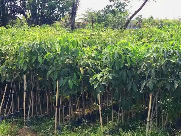 CÂY KÈN HỒNG GIỐNG