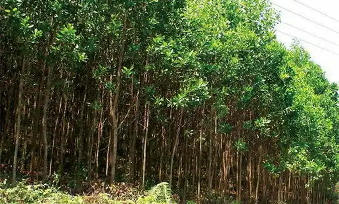 CÂY KEO 1