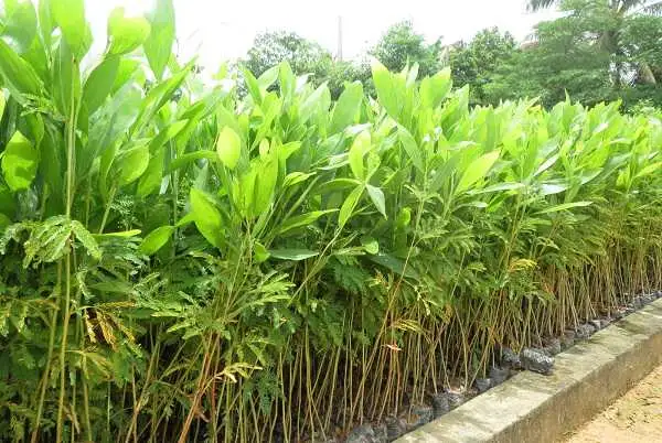 CÂY KEO GIỐNG