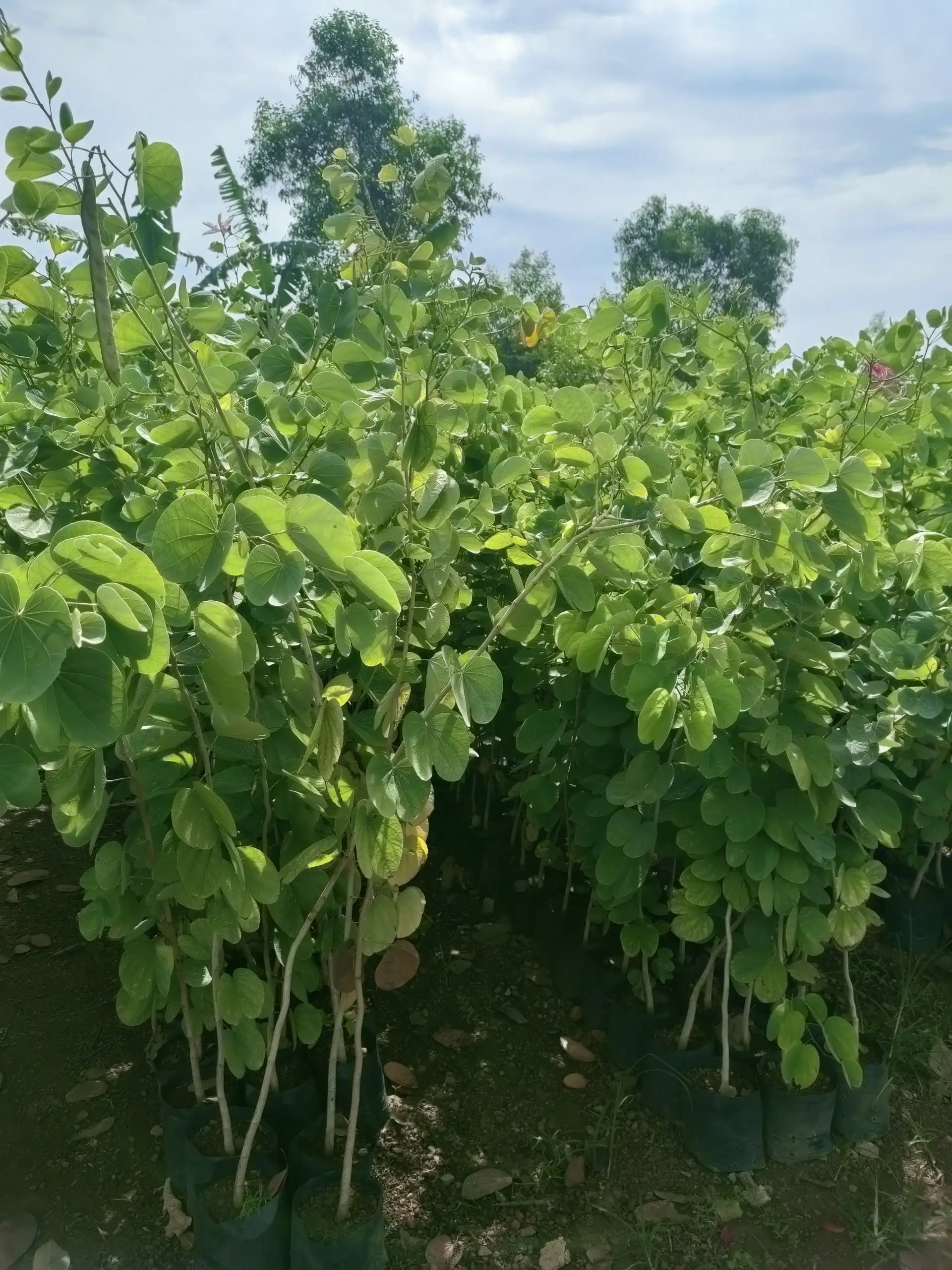 CÂY MÓNG BÒ GIỐNG