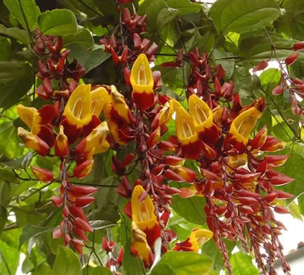 CÂY MÓNG CỌP