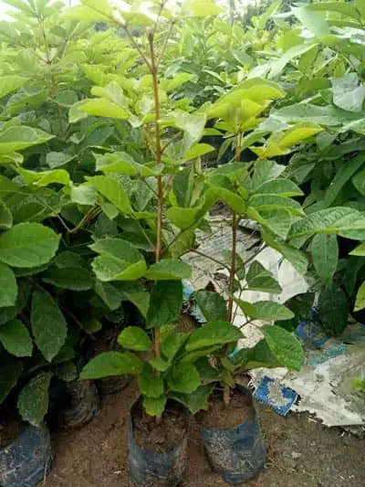 CÂY PHONG LINH VÀNG GIỐNG 1