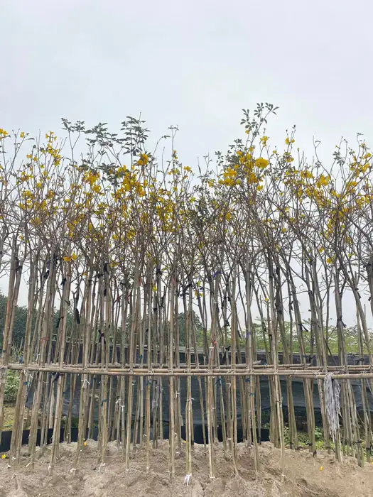 CÂY PHONG LINH VÀNG GIỐNG