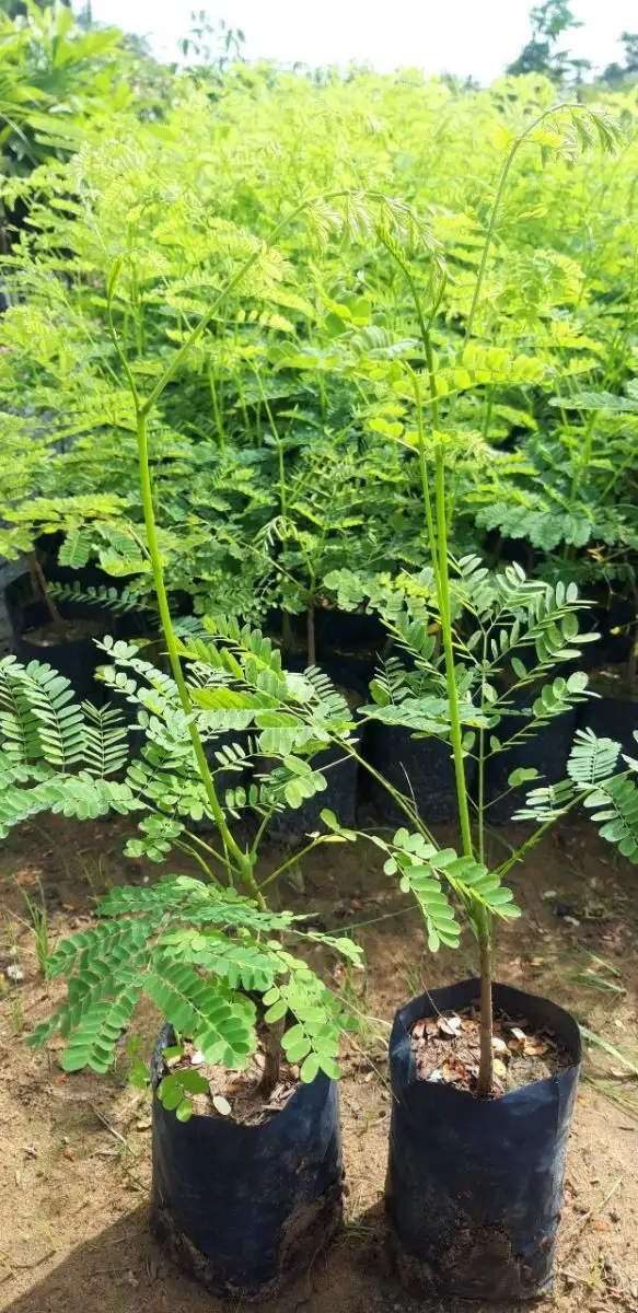 CÂY PHƯỢNG VĨ GIỐNG