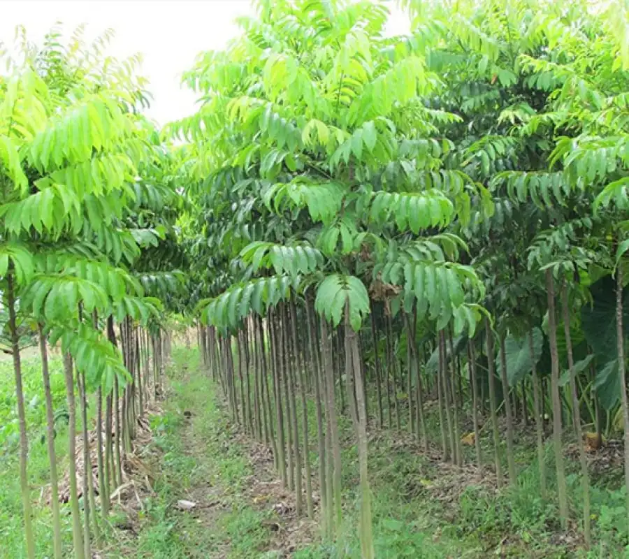 CÂY SẤU GIỐNG 1