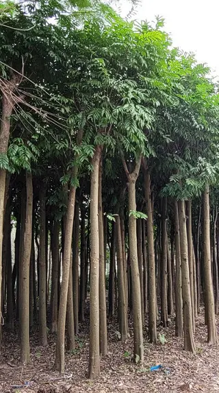 CÂY SẤU GIỐNG