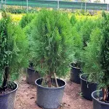 CÂY TRẮC BÁ DIỆP