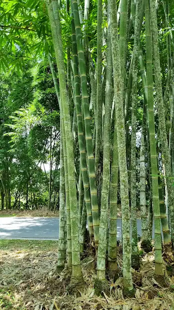 CÂY TRE MẠNH TÔNG
