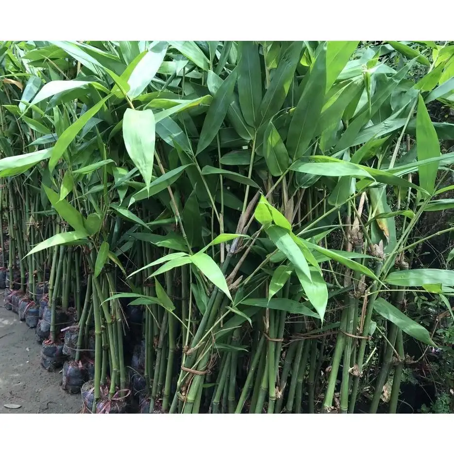 CÂY TRE TÀU GIỐNG