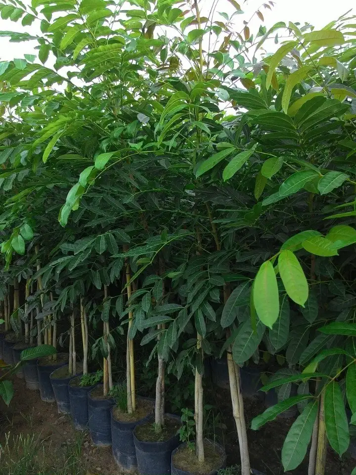 CÂY XÀ CỪ GIỐNG