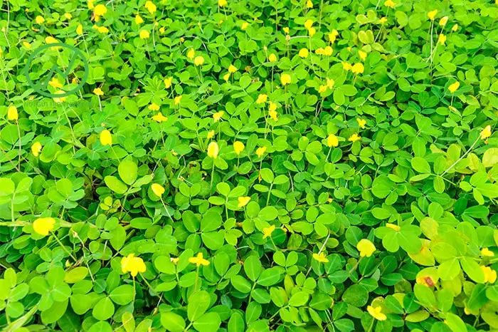CỎ ĐẬU PHỘNG