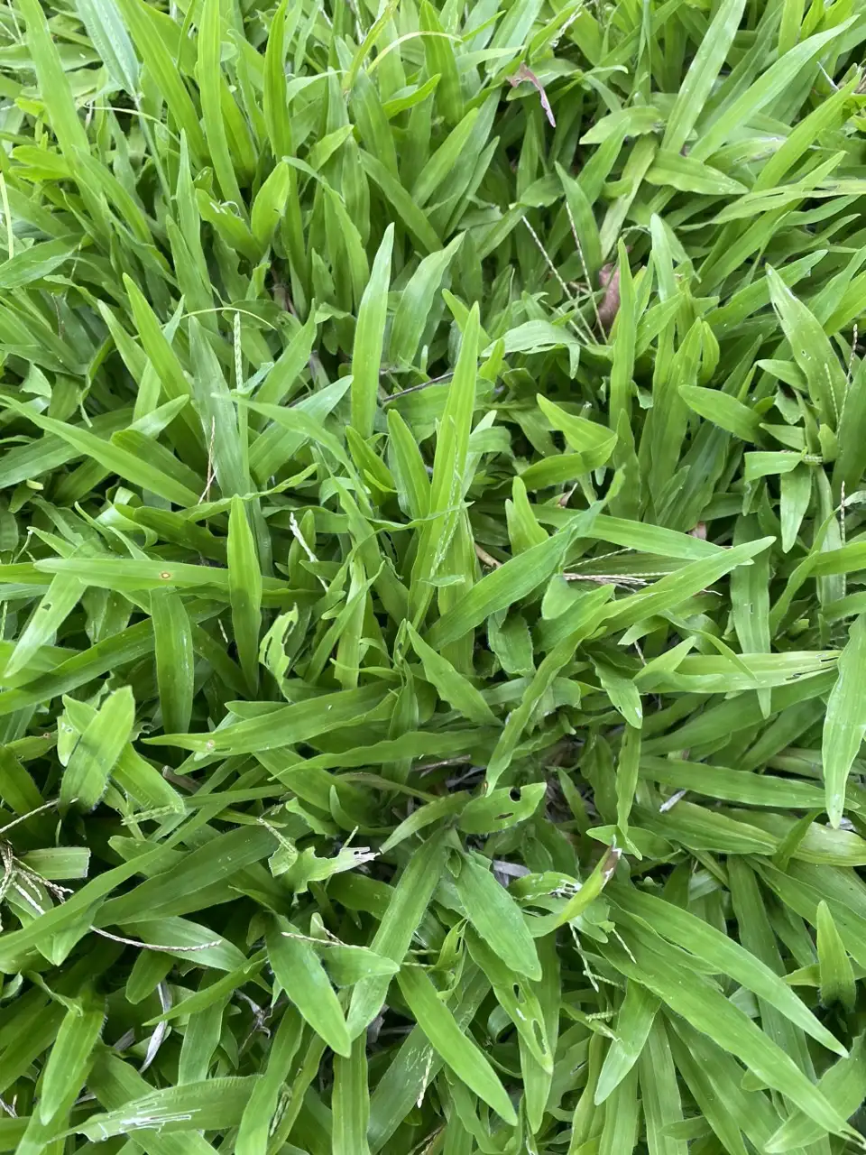 CỎ LÁ GỪNG