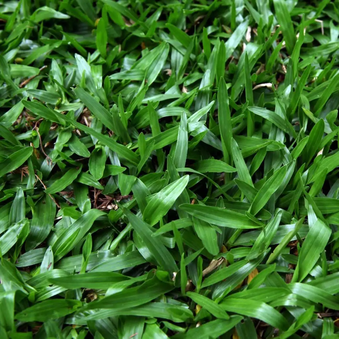 CỎ LÁ TRE