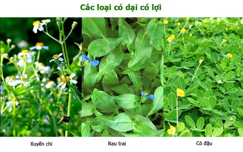 HÌNH MẪU 14