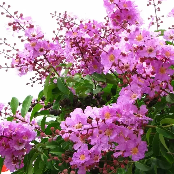HÌNH MẪU 20