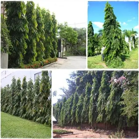 HÌNH MẪU CÂY CÔNG TRÌNH 11