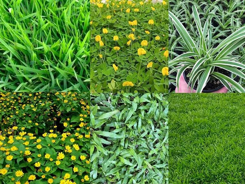 HÌNH MẪU CÂY CÔNG TRÌNH 12
