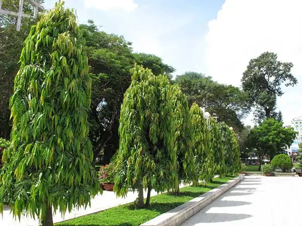 HÌNH MẪU CÂY CÔNG TRÌNH 13