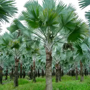 HÌNH MẪU CÂY CÔNG TRÌNH 2