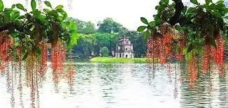 HÌNH MẪU CÂY CÔNG TRÌNH 5