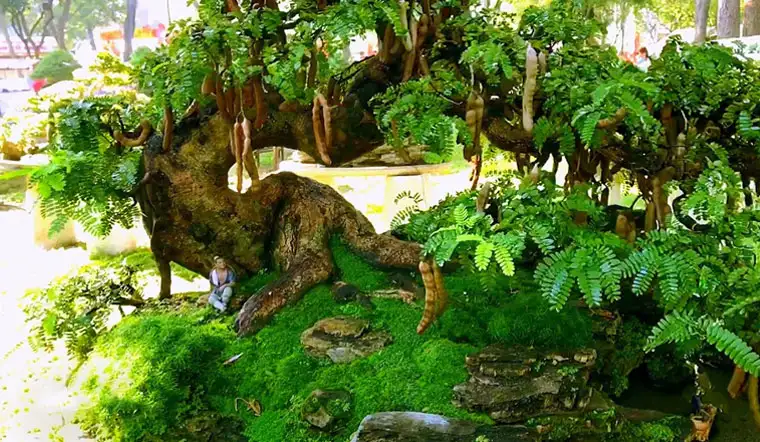 HÌNH MẪU CÂY CÔNG TRÌNH 7