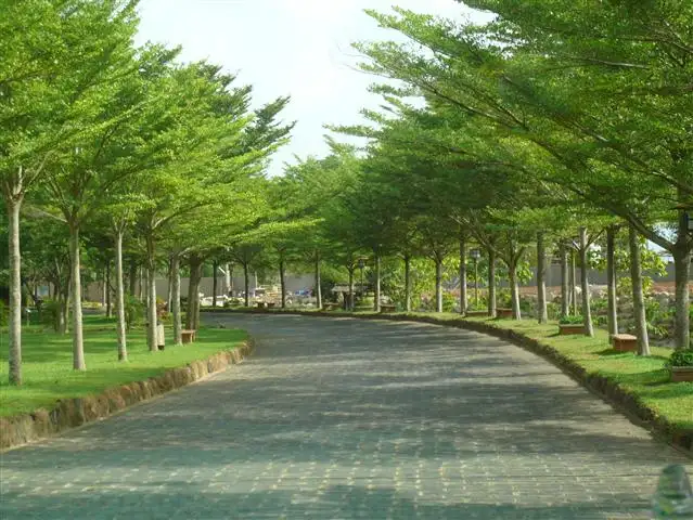 HÌNH MẪU CÂY CÔNG TRÌNH