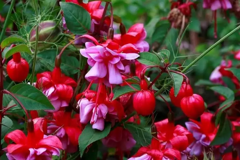 HOA LỒNG ĐÈN