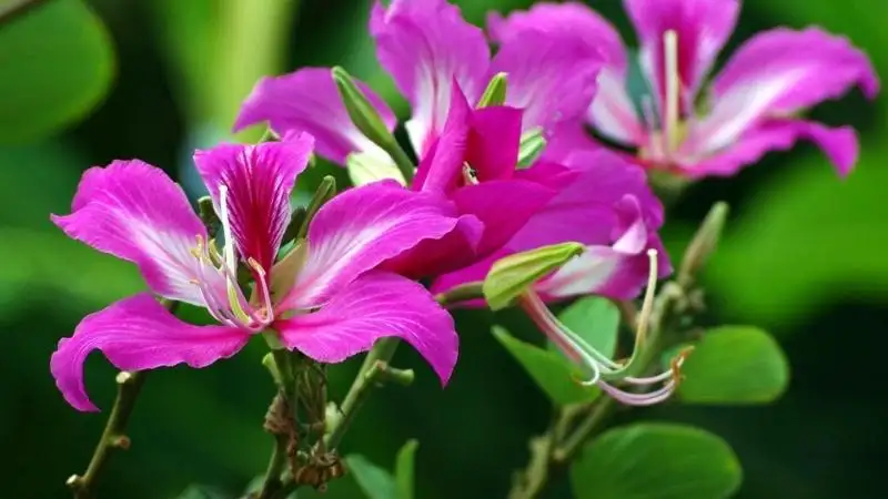 HOA MÓNG BÒ